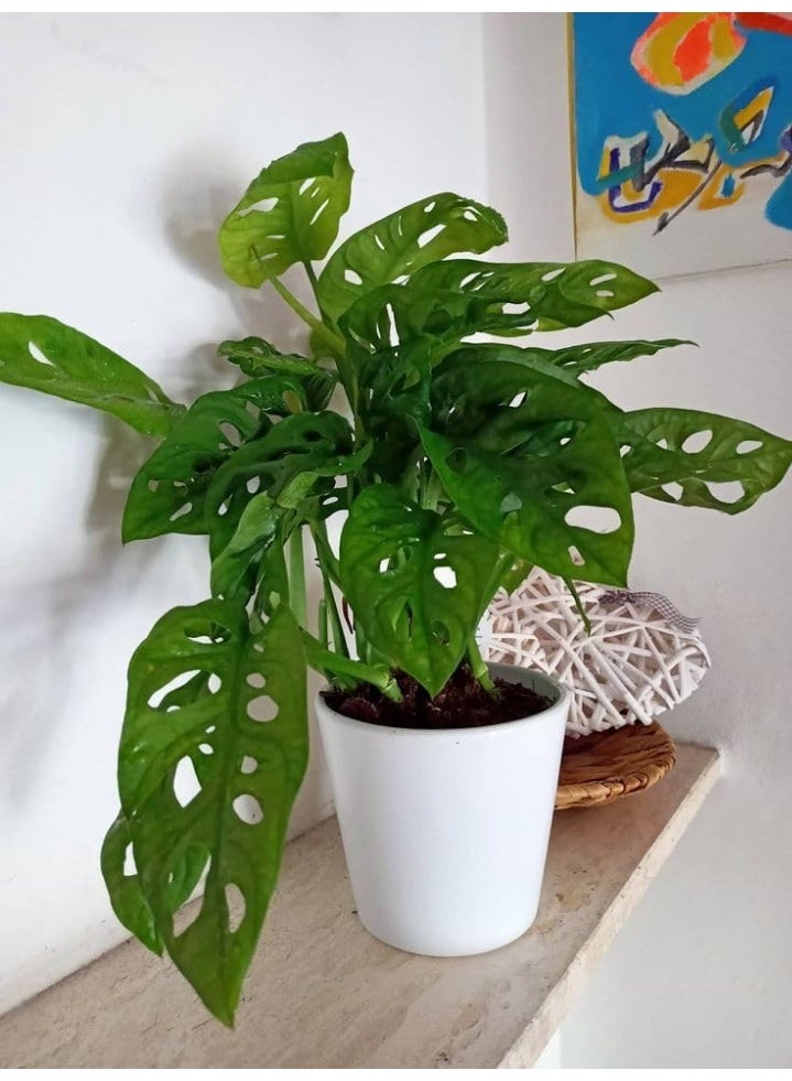 Monstera Plant, Indoor Plant with Green Perforated Leaves, White Planter Pot - Image 2